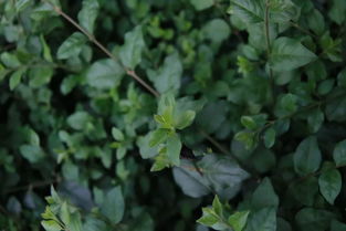 可持续植保：守护花草树木的绿色未来