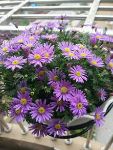 四季的由来与挥发性有机化合物