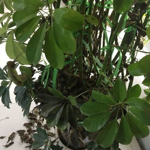 鸭脚木淋雨问题：下雨天能否将鸭脚木放置室外