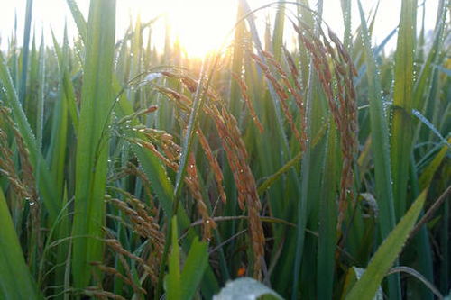 碳酸氢铵施用的注意事项