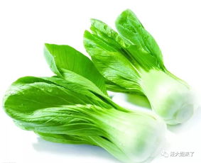 上海青与油菜有何不同？揭秘两者间的差异