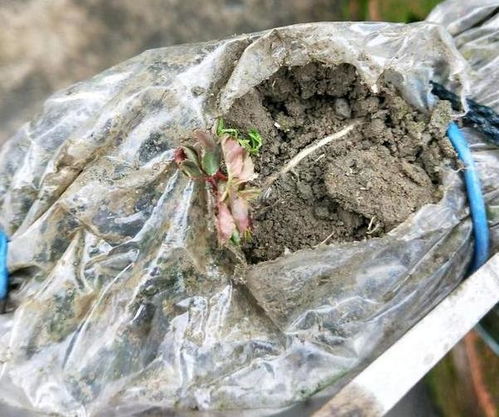 佛珠繁殖方法有哪些？如何提高扦插成活率