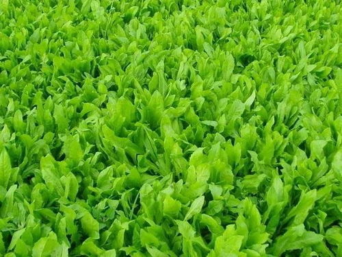 油麦菜种植：农药使用之谜