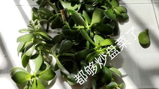 豆瓣绿头重脚轻，如何调整养护技巧