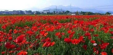 红豆播种最佳季节，春季播种，打造爆款花卉新宠