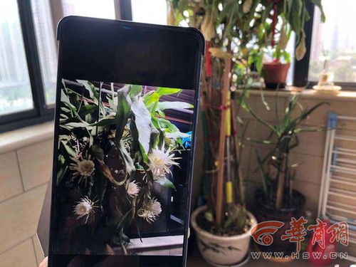 昙花繁殖的关键是什么才能让它绽放出美丽的花朵