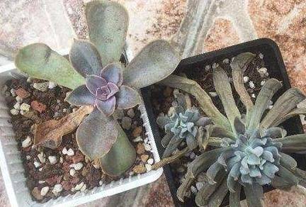 花盆大小与植物缺水关系