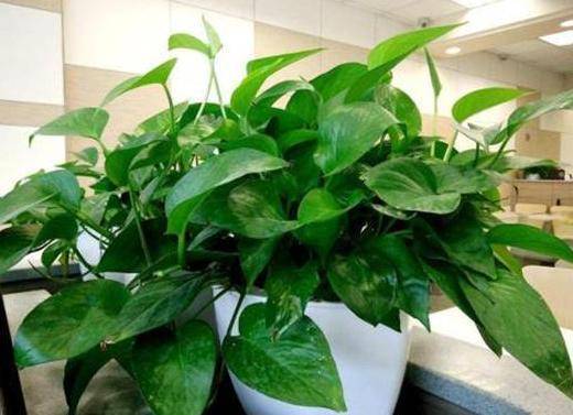 琴叶榕想要长得又快又旺盛，就一定要给它合适的养护工作