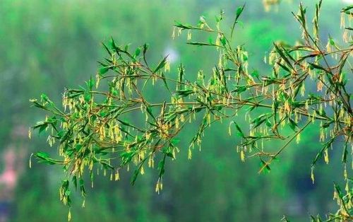 鹅掌木花开，爆款花卉新宠，预示好运降临！