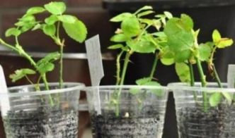 月季花扦插的蕞佳时间揭秘