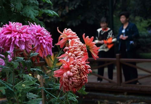 菊花是什么？这篇百科让你完全搞明白