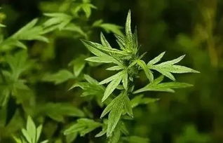 鰴艾的独特优势