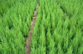 塔柏种植的注意事项