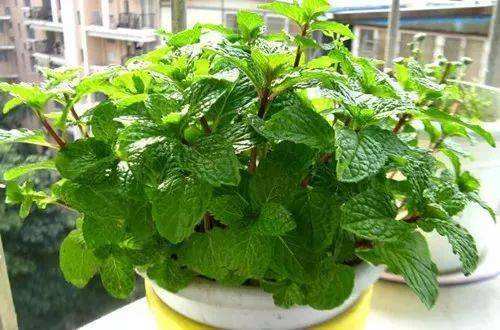 手机APP提供养护知识，通风条件要控制