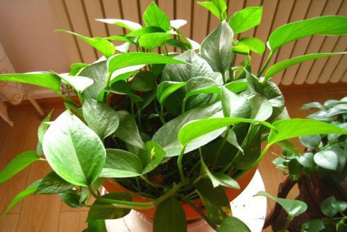 施肥， 绿萝成长的营养