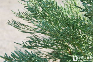 樟木的独特魅力