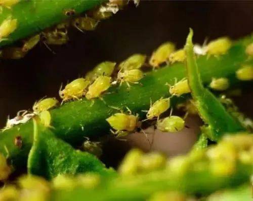 甲维盐防治茶园蚜虫爆发，3日控虫方案实测效果如何？