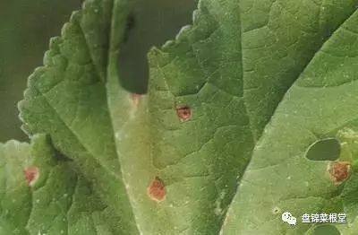 瓜叶斑病早防早治，甜蜜瓜田无忧护航