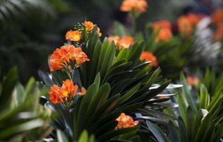 君子兰的花语是否真的能以高洁品格映照出人生之美