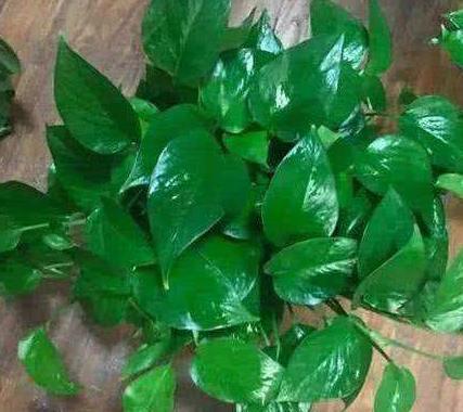 青苔水浇花， 注意事项要记牢