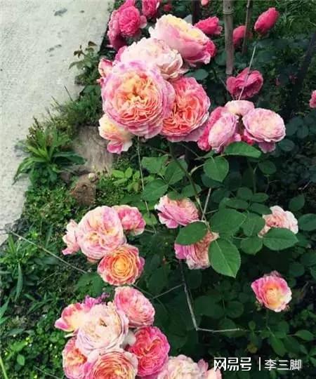 月季花开，犹如空间之花，美得让人陶醉