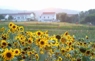 秋天的花朵， 让人陶醉的画卷