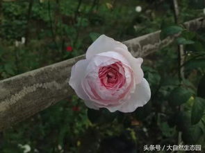 月季的种植气候条件