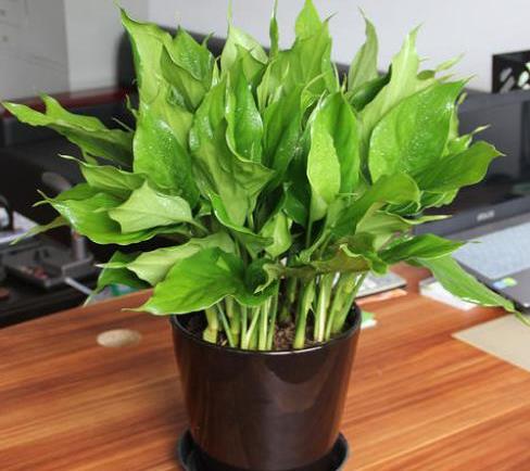 “花草养殖，如何让绿植茁壮成长