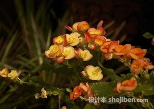 冬天养护有讲究