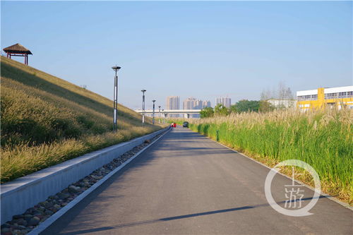 成片绿化种植植物的选择