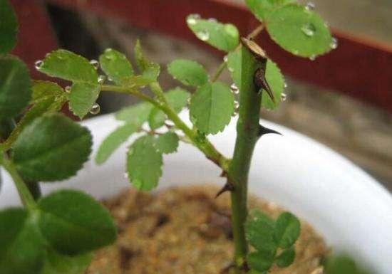 温度不合适，芽儿也不乐意