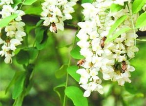 影响木香生长速度的因素