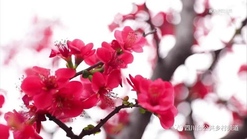 海棠花象征着美丽、纯洁与坚韧，在中华文化中具有重要地位