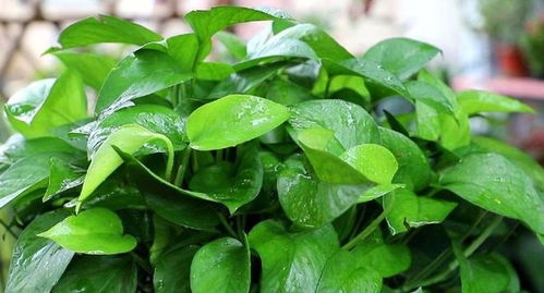 对比健康与病株根系差异：