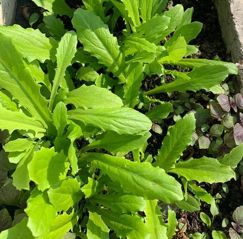苋菜：简单好养，采摘方便