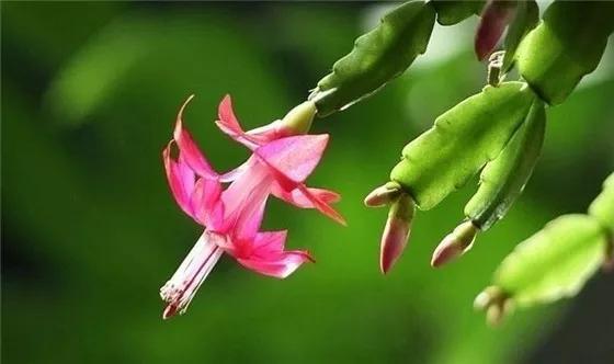 招财树新花型，促开花爆红市场！