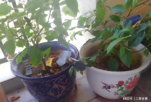如何使用土壤杀虫剂有效消灭菜地中的蛆虫，保障蔬菜生长？