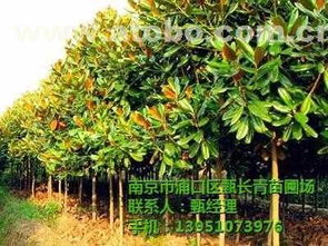 播种繁殖：秋天播种， 温暖中成长