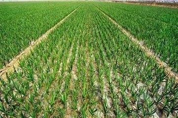 尿素的使用方法