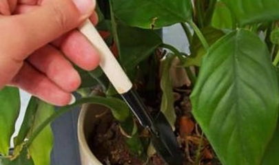 用珍珠草祛斑效果比较好？这几种植物快试试