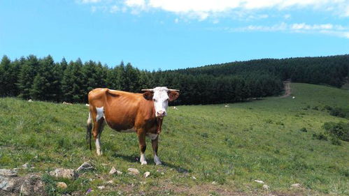 牛感染灰霉病或霉菌毒素后会出现哪些典型症状和体征？