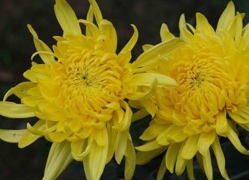 菊香财源旺，菊韵富路通