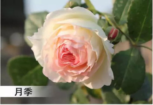 月季：城市绿化的璀璨明珠