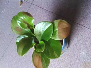 “绣球叶黄边枯？一招根治，养花必备技巧！”