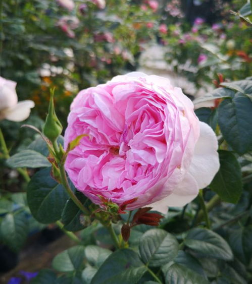 红蜘蛛，用肥皂水！