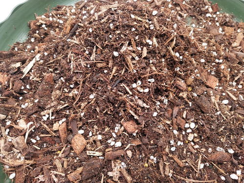 四、修剪不及时：枝繁叶茂的隐患