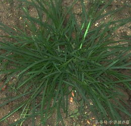 用西玛津除草，咋Neng不让地受罪？