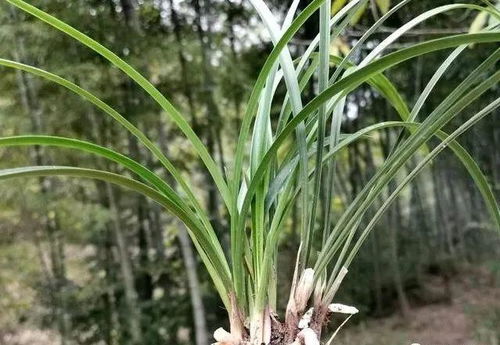 凶险信号识别：兰花根系的“呼吸”问题