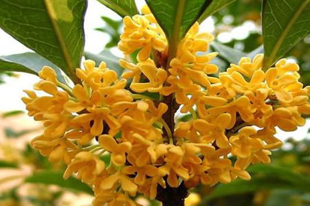 桂花种植需要适宜的土壤、光照和水分