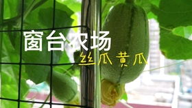 3. 富贵竹：喜欢松软土壤， 椰糠土来搭配